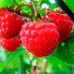 Малинка. Божья коровка ягодка. Малиновая божья коровка. Синяя малина. Ягода малина на белом фоне.